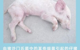 猪常见症状如何对症治疗？