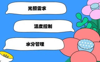 宝石花怎么养？图片教你轻松上手。