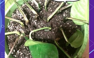 大绿萝扦插繁殖方法图解