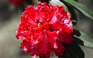 哪些杜鹃花品种颜色最艳丽？