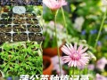 蒲公英大面积种植如何高效管理？