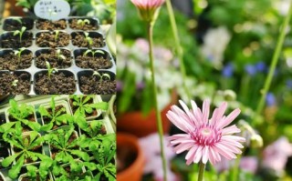 蒲公英大面积种植如何高效管理？