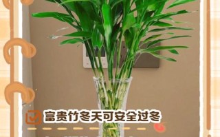 小富贵竹怎么养才茂盛？