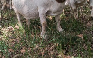 农村养羊选什么品种最合适？