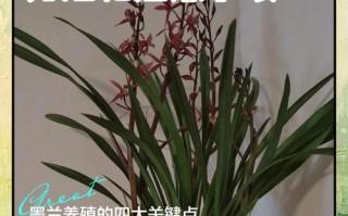 墨兰开花后怎么养护？