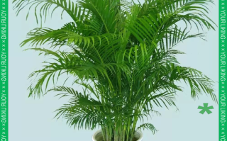 散尾葵冬天室内怎么养才安全？