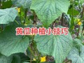 黄瓜种植管理视频有哪些关键技巧？