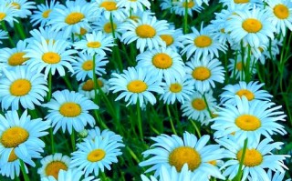 路边雏菊有多少常见品种？