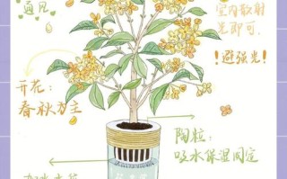 盆栽桂花换盆后怎么浇水？