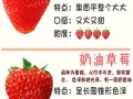 现在哪种草莓品种最好吃？