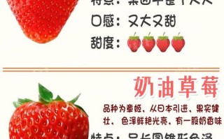 现在哪种草莓品种最好吃？
