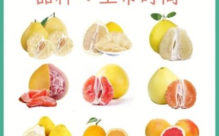 特早熟柚子品种有哪些？