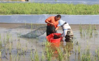 稻田养虾如何实现高产高效？