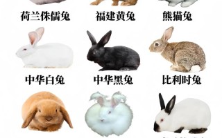 国内兔子品种有哪些？