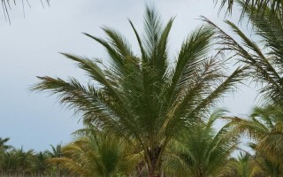 北方椰子树怎么种？成活关键是什么？
