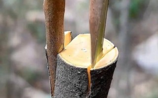 大柿树嫁接方法图片怎么用？