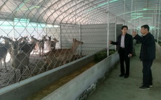 陕西商南养殖什么好