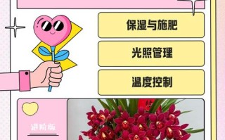 大花蕙兰花怎么养殖方法