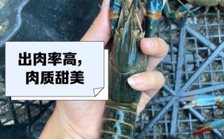 大龙虾品种及图片介绍