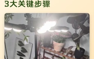 马齿苋冬季怎么修剪？图解方法是什么？