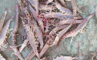 我国水产养殖主养品种有哪些？