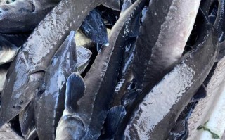 什么地方可以养殖鲟鱼