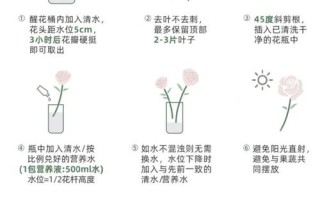 冬季玫瑰养护图解，关键步骤有哪些？