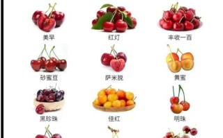 大樱桃优良品种有哪些？