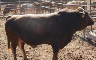 新疆牛都有哪些品种？