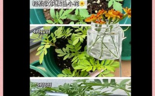 孔雀怎么种？种时要注意啥？