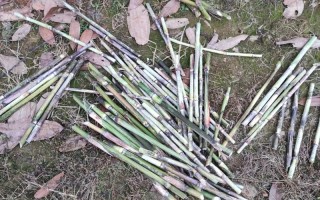 竹鼠用什么饲料