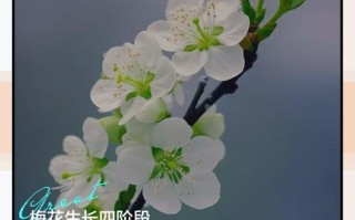 腊梅花何时种？怎么种才好？