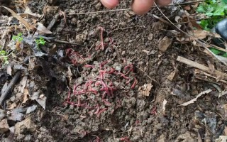 台湾培育出什么新品种蚯蚓？