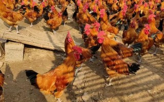 哪些土鸡公品种长得快？