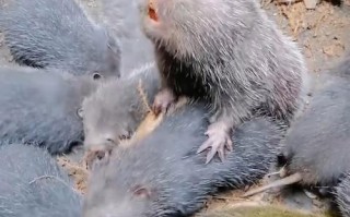 养竹鼠哪个品种最好？