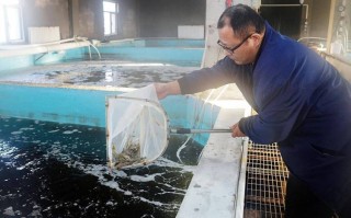淡水养殖场如何高效养殖某水产品？