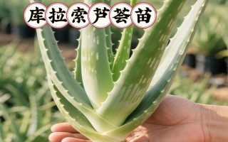 芦荟品种那么多，到底哪个最好？
