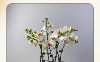 蝴蝶兰主要繁殖方法有哪些？