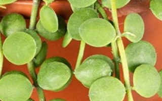 百万心串钱藤怎么养才爆盆？