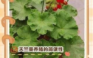 天竺葵怎么养？新手必学养殖技巧