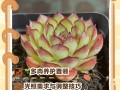 多肉如何养出肥美状态？