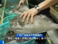 广州黄沙水产价格图片最新行情如何？