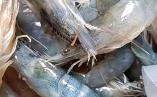 大虾价格多少钱