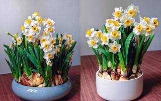 水仙花怎么浇水才正确？