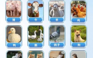 牛羊饲料发酵液怎么用才有效？