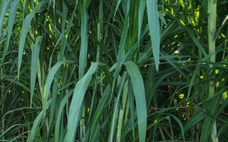 有什么草能代替饲料养鸡