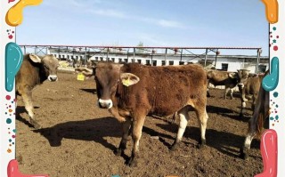新疆养殖肉牛什么品种最合适？