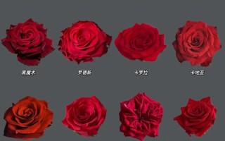 红玫瑰名贵品种有哪些？