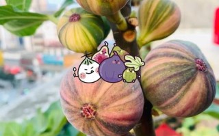 无花果哪个品种能自花授粉？