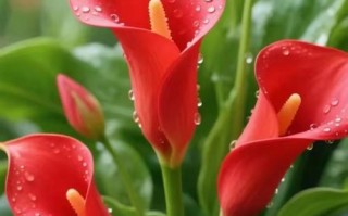 红色马蹄莲怎么养才开花？